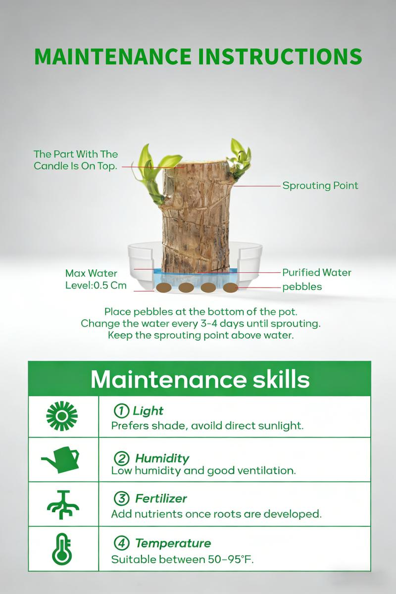 Lucky Brazilian Wood Potted Plant – Mini Brazil Wood for Hydroponics, 2025 New Desktop Decor with Plastic Tray Gift Ornaments