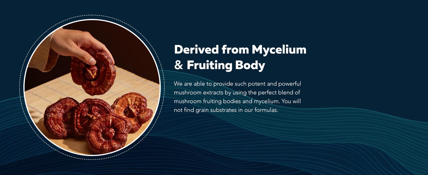 MycoMax Mushroom Complex - 70% Beta Glucans Healthcare Tea