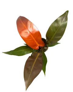 4" Philodendron Red Sun – Live Plant