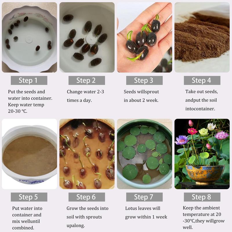 20 Mixed Color Bonsai Lotus Seeds for Ornamental Ponds & Home Planting - Easy to Plant, All Seasons, Open Mouth Bowl Variety