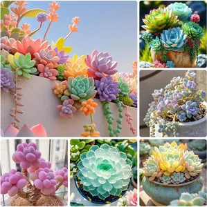 800pcs Mix Rare Succulent Seeds for Planting, DIY Bonsai Ornamental Plant, Open Pollinated Seeds Succulent Plant Seeds