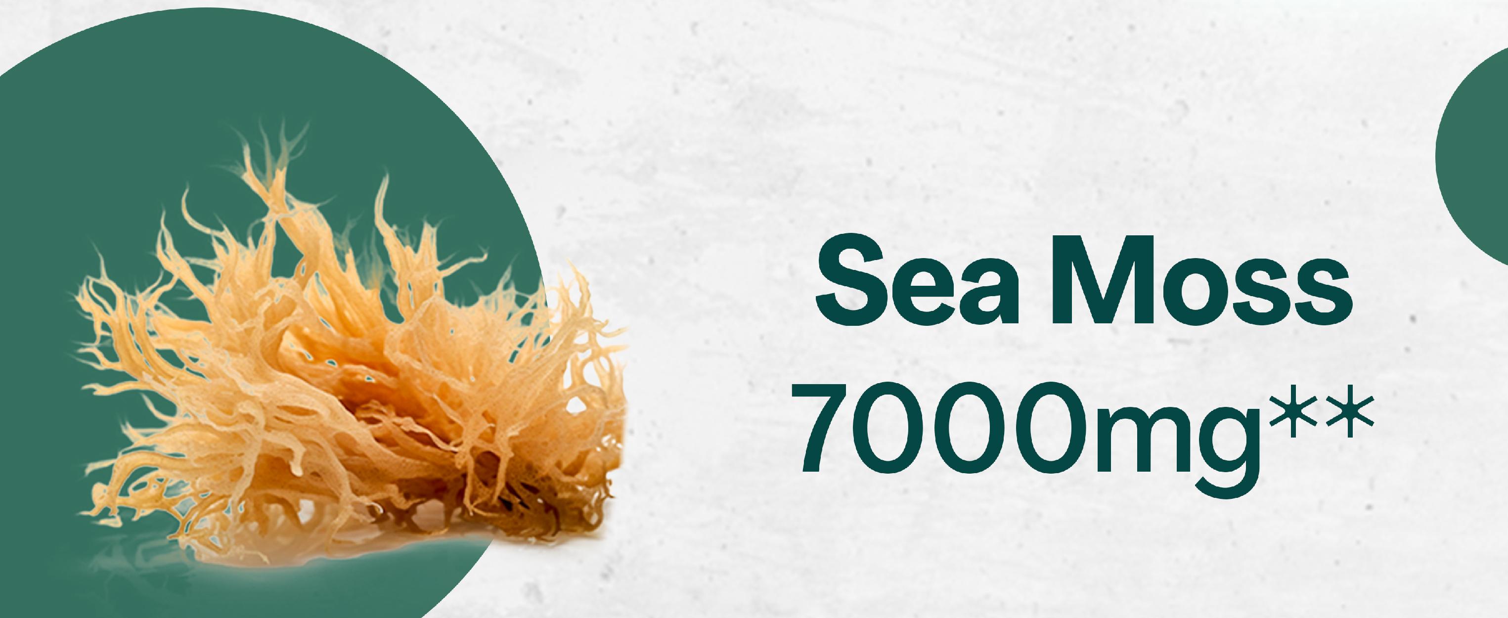 Zoyava Sea Moss Supplement - All-in-One Multivitamin with Black Seed Oil, Ashwagandha & 15+ Extra Strength Ingredients - 60 Capsules - MADE IN USA Zoyava Sea Moss Supplement - All-in-One Multivitamin with Black Seed Oil, Ashwagandha & 15+ Extra Strength Ingredients - 60 Capsules - MADE IN USA