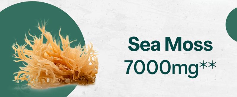 Zoyava Sea Moss Supplement - All-in-One Multivitamin with Black Seed Oil, Ashwagandha & 15+ Extra Strength Ingredients - 60 Capsules - MADE IN USA Zoyava Sea Moss Supplement - All-in-One Multivitamin with Black Seed Oil, Ashwagandha & 15+ Extra Strength Ingredients - 60 Capsules - MADE IN USA