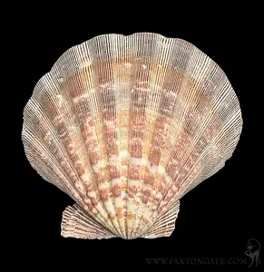 Mexican Lion's Paw Shell