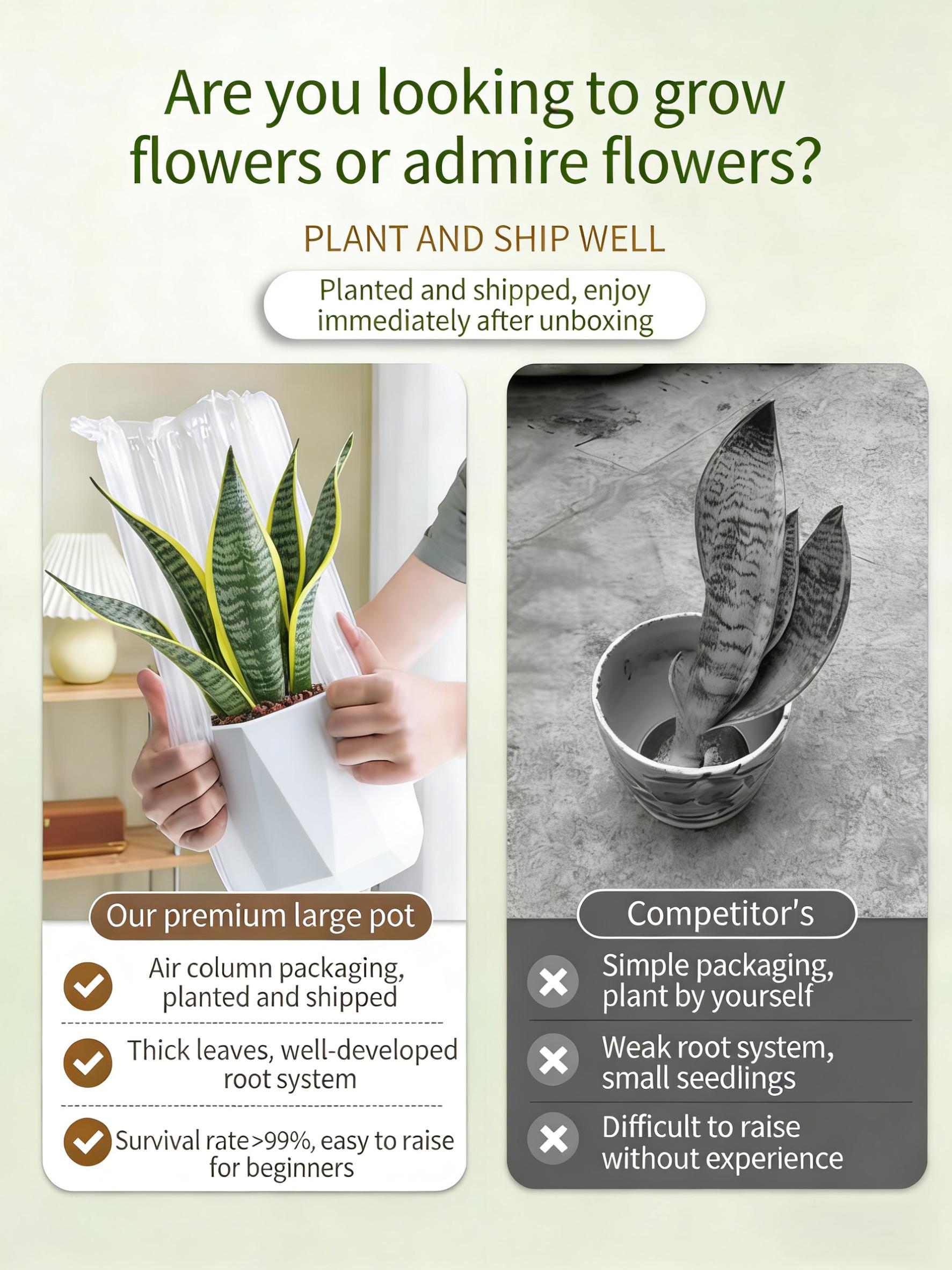 Live Exclusive | Live Snake Plant Indoor – Hardy Sansevieria Houseplant Easy Care Home Decor Plant Live Exclusive | Live Snake Plant Indoor – Hardy Sansevieria Houseplant Easy Care Home Decor Plant