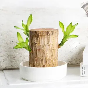 Lucky Brazilian Wood Easy Grow & Care Hydroponic Stump Plant with Tray for Office Desk Decor Air Purifier Gift for New Home