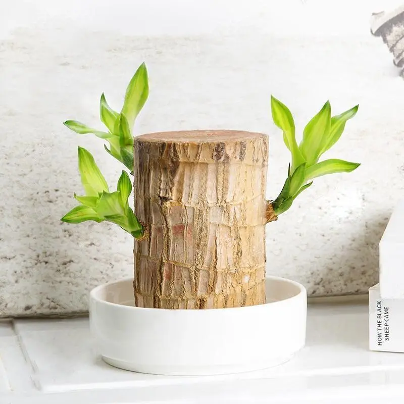 Lucky Brazilian Wood Easy Grow & Care Hydroponic Stump Plant with Tray for Office Desk Decor Air Purifier Gift for New Home