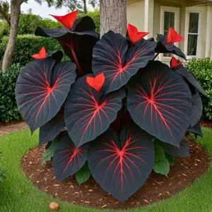1000+ Black & Red Mixed Hosta Seeds – Long Lasting Shade Loving Perennial Plants for Garden Beds and Yard Landscaping