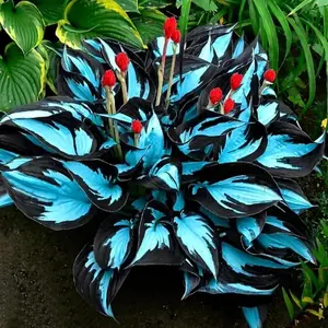 800 PCS Hosta Seeds for Creating Balanced, Natural and Long-Term Garden Layouts