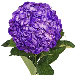 Dark Purple Painted Hydrangeas