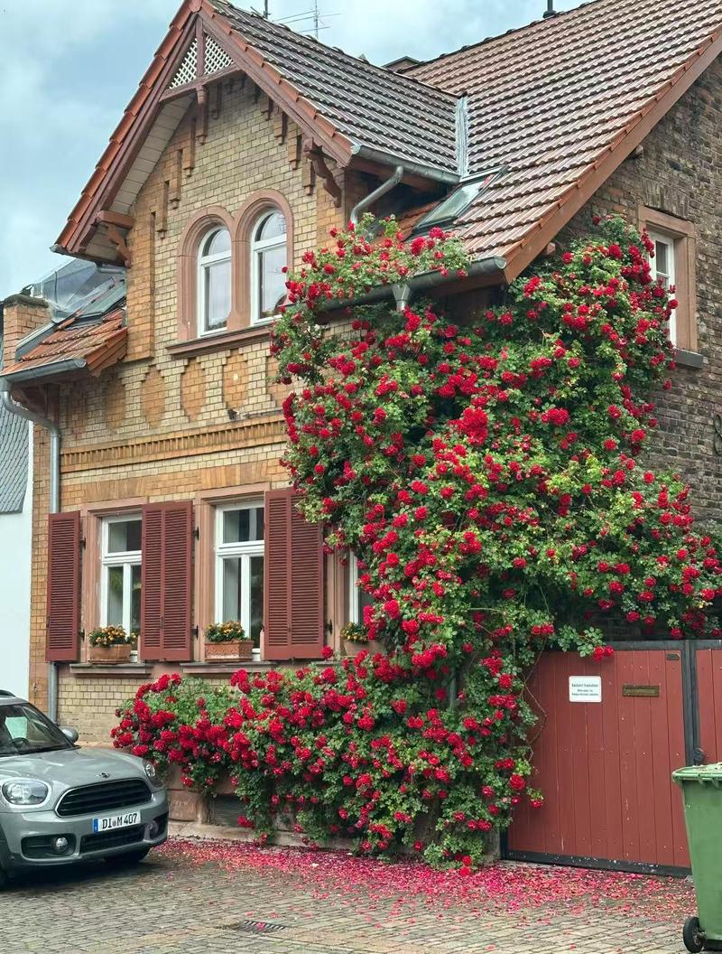 200+ Rose Seeds for Planting Outdoor & Indoor Garden, Perennial Heirloom Open Pollinated Flower Seeds, Non-GMO Hardy Easy Growing for Beginners & Gardeners