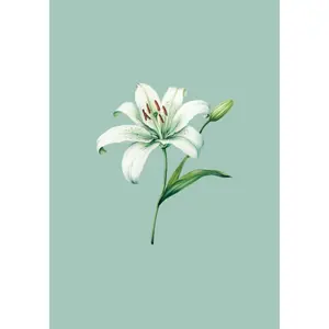 B5 Dotted Journal with Lily Cover: Soft Cover Dot Grid Notebook Paperback – August 12, 2023