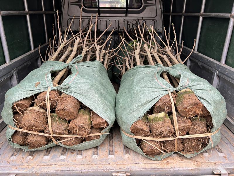 Heirloom Non-GMO Sugar Apple Seedlings – Compact Starter Fruit Trees for Gardens, Containers, and Home Orchards