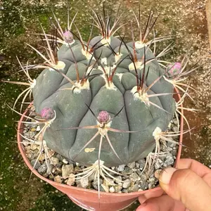 Gymnocalycium pflanzii albipulpa Live Plant Cactus