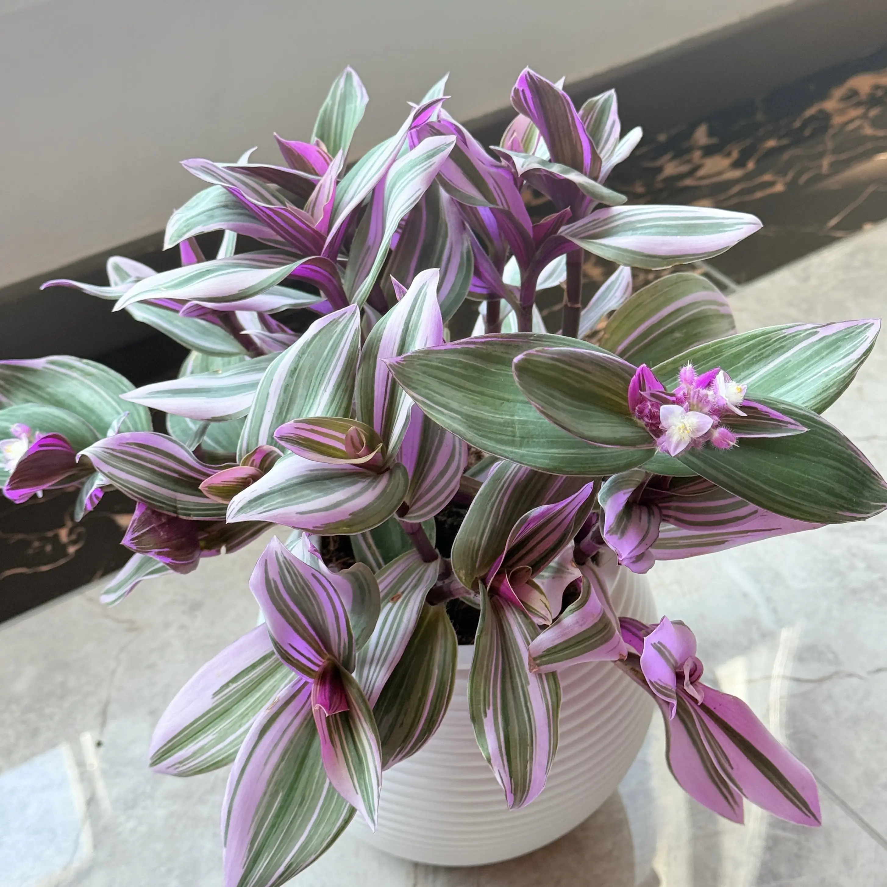 Live Tradescantia 'Nanouk' Succulent Plant - 2-Inch Pot (1-Pack) - Easy Care