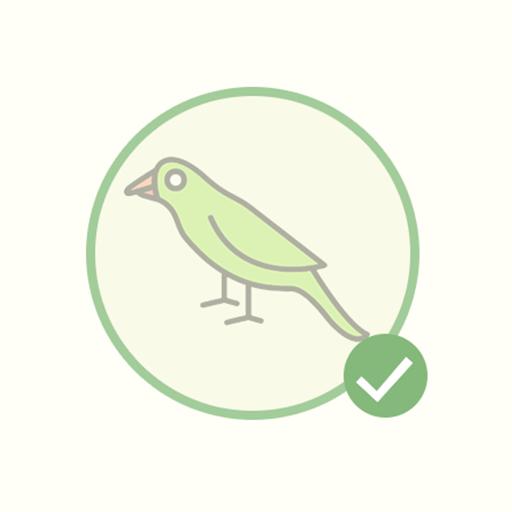 Peperomia Hope 'Peperomia tetraphylla'