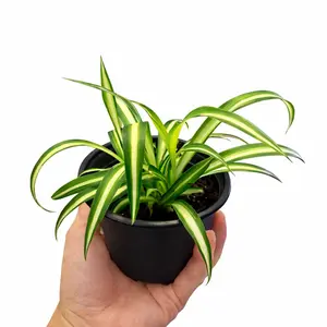 Live Spider Plant 4" Pot – Easy Care Indoor Houseplant