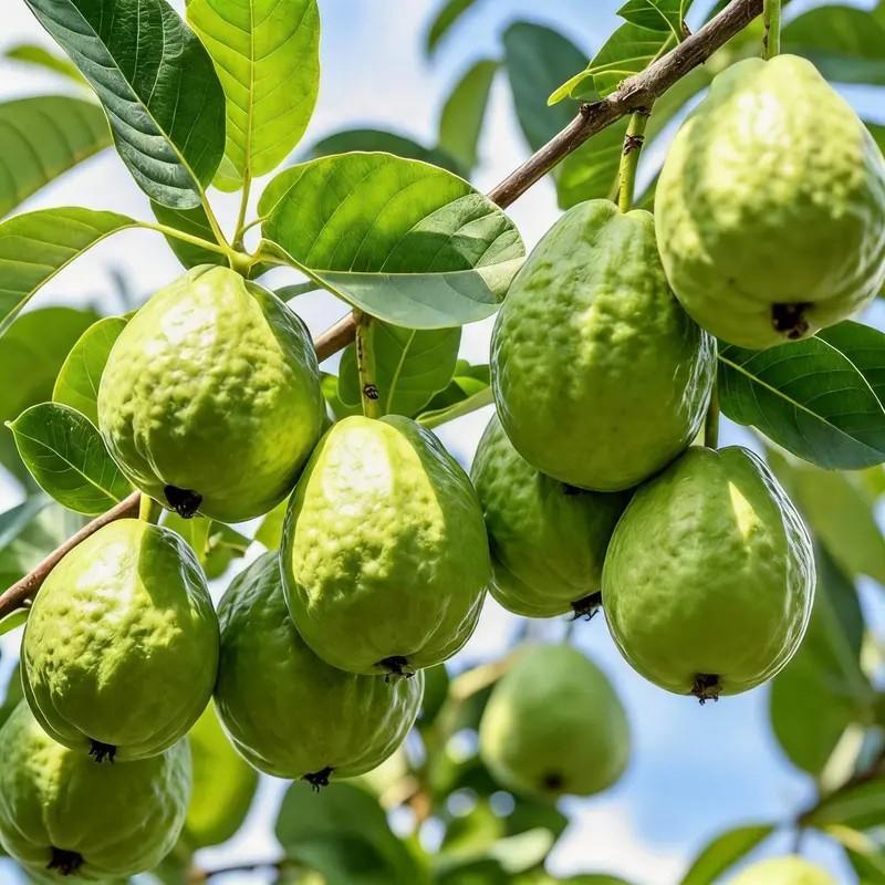 Heirloom Non-GMO Guava Tree Sapling | Live Fruit Plant for Potted, Greenhouse & Outdoor Gardens | Easy to Grow, Fast Fruiting, Ideal for Home Gardeners & Fruit Tree Enthusiasts