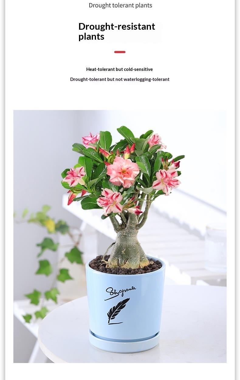 5+ Year Desert Rose Live Plant | Grafted Multi-Color Adenium | Thick Caudex Bonsai | Easy Care Indoor Outdoor Flowering Plant