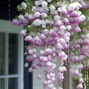 1000 PCS Weeping Crabapple Seeds – Decorative Flowering Tree Seeds with Graceful Weeping Form – Ideal for Outdoor Planting – Seeds Only, Not Plants