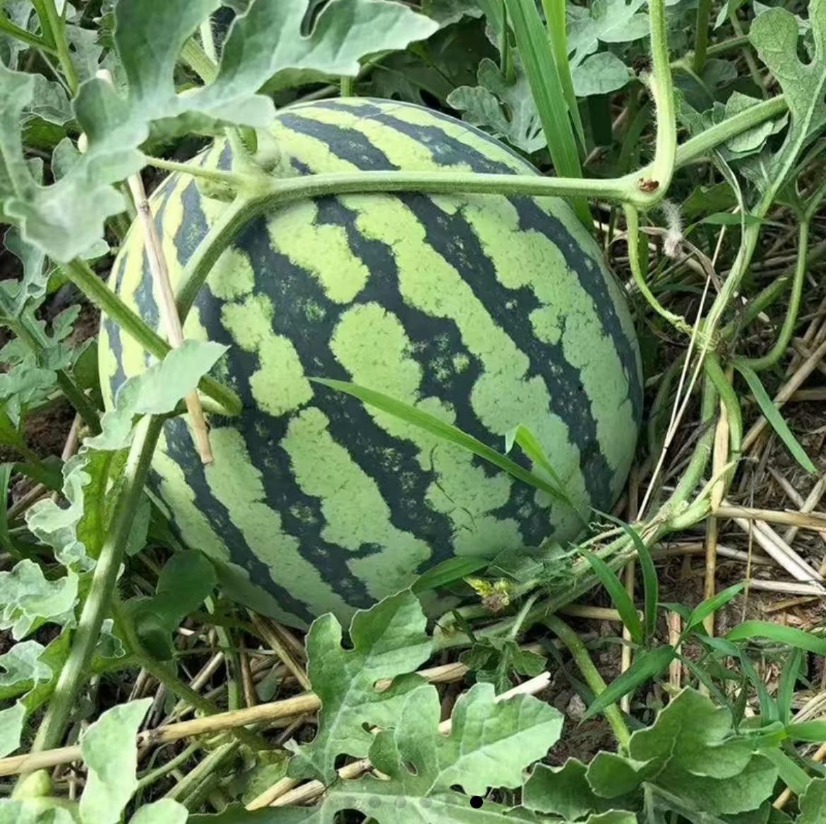 50  Lazy Man Watermelon Seeds – Easy to Grow, Sweet & Juicy- Heirloom Non-GMO USA Grown Premium Fruit Seeds for Planting a Home Garden - Small Watermelon Citrullus Lanatus by RDR Seeds