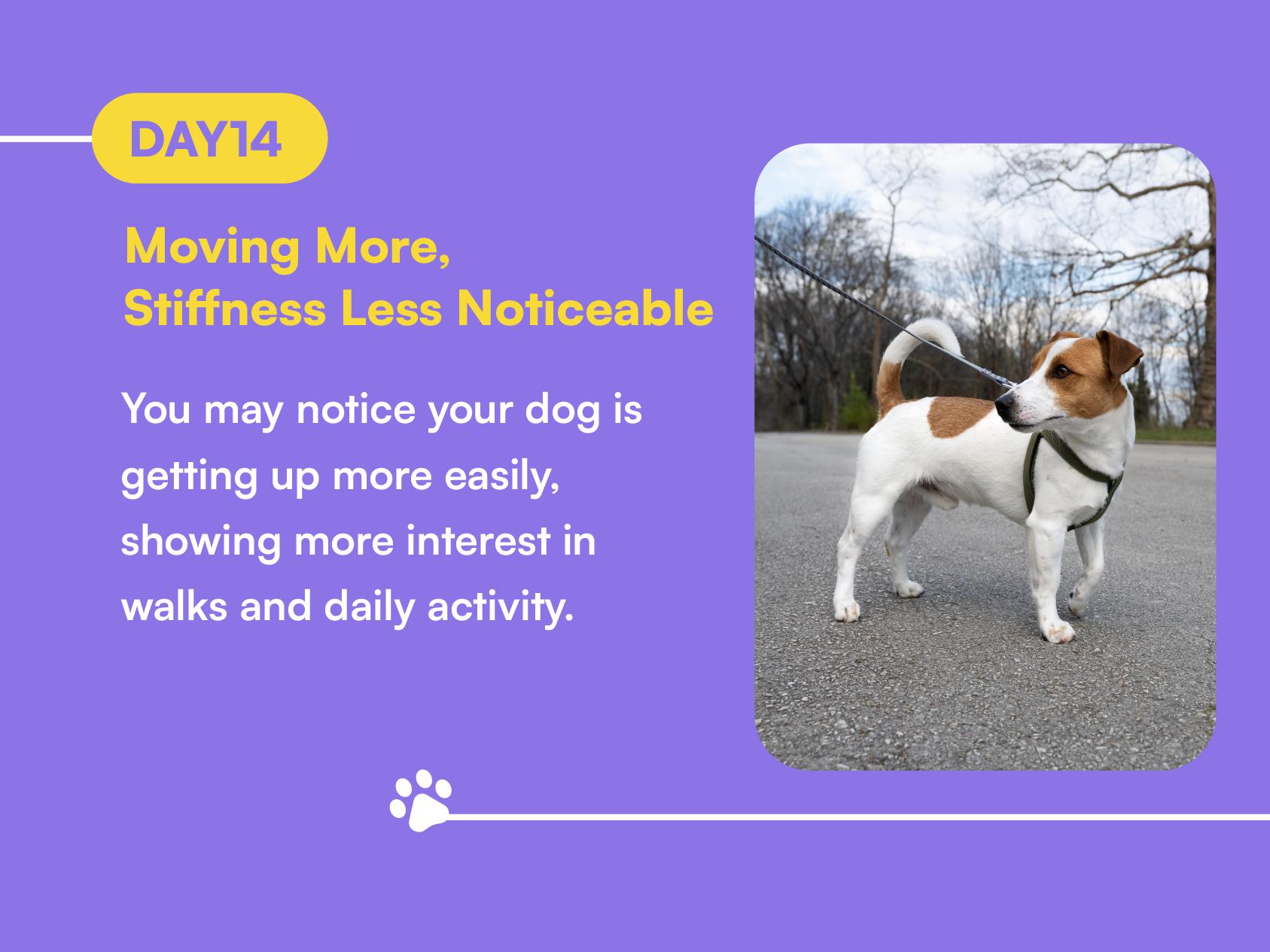 Boops Pets Advanced Hip & Joint Soft Chews - 90 soft chews - Glucosamine, MSM, Chondroitin, Green Lipped Mussel, Hyaluronic Acid - Made in the USA with Real Pasture-Raised Chicken and Real Wholefood Ingredients