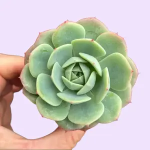 2" Echeveria Derenbergii x Imbricata Hybrid Succulent Plant in 2" Pot Greenhouse Grown