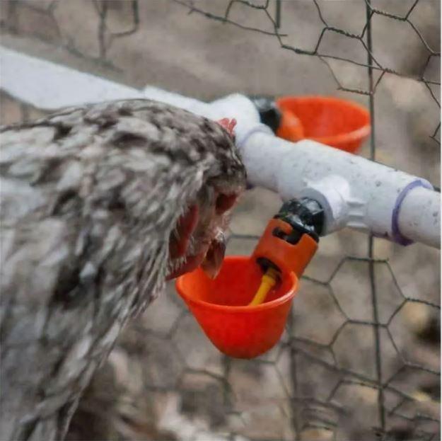 Fully Automatic Poultry Drinking Cups, Plastic Drinkers for Chickens, Hens, and Quails, Chicken Drinking Cups/Poultry Waterers