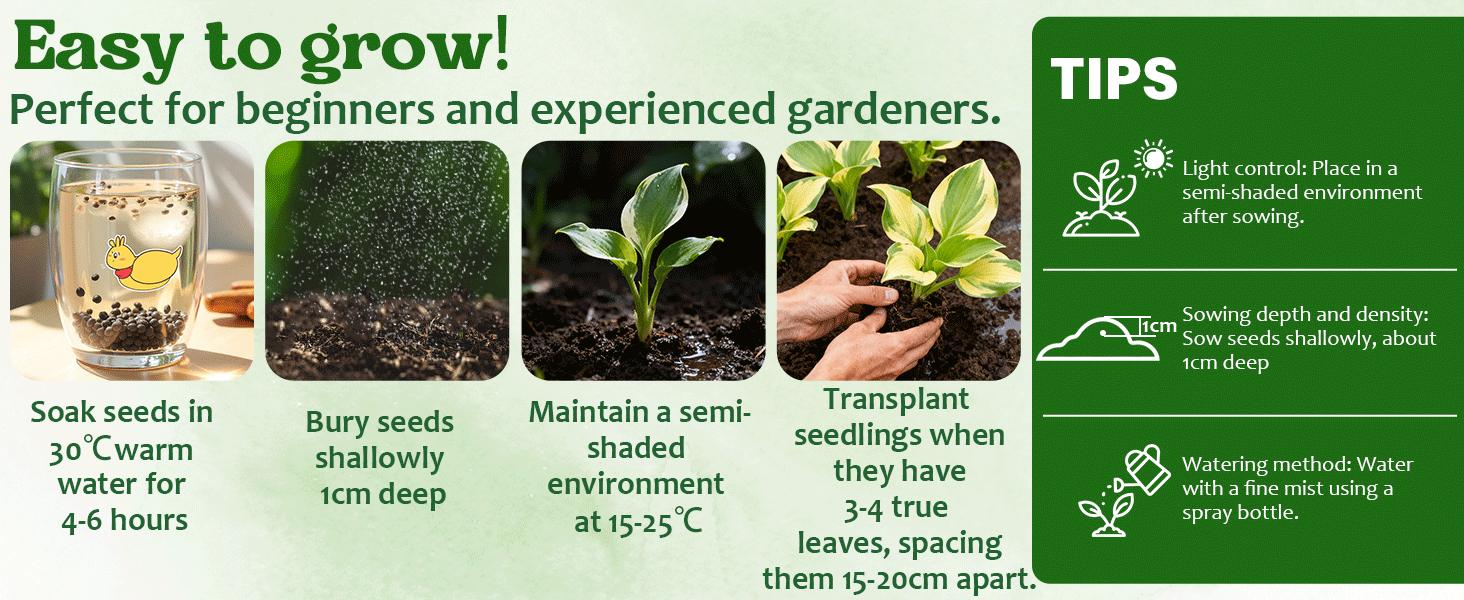 Hosta Seeds – Perennial Shade Plant for Garden and Yard Plant Seeds Rare Hosta Flower Seeds for Perennial Shade Garden Ornamental Foliage for Landscaping Outdoor Easy To Grow Hummingbird Attractors Family Activity