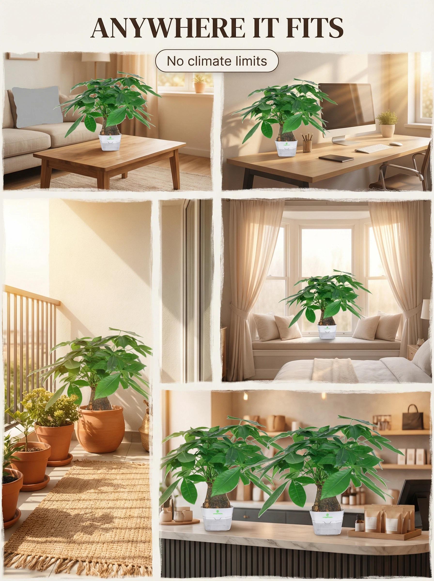 Money Tree Live Plant (Pachira Aquatica) – Lucky Feng Shui Indoor Plant, Easy Care Low Light Houseplant, Beginner Friendly Potted Plant for Home, Office & Gift