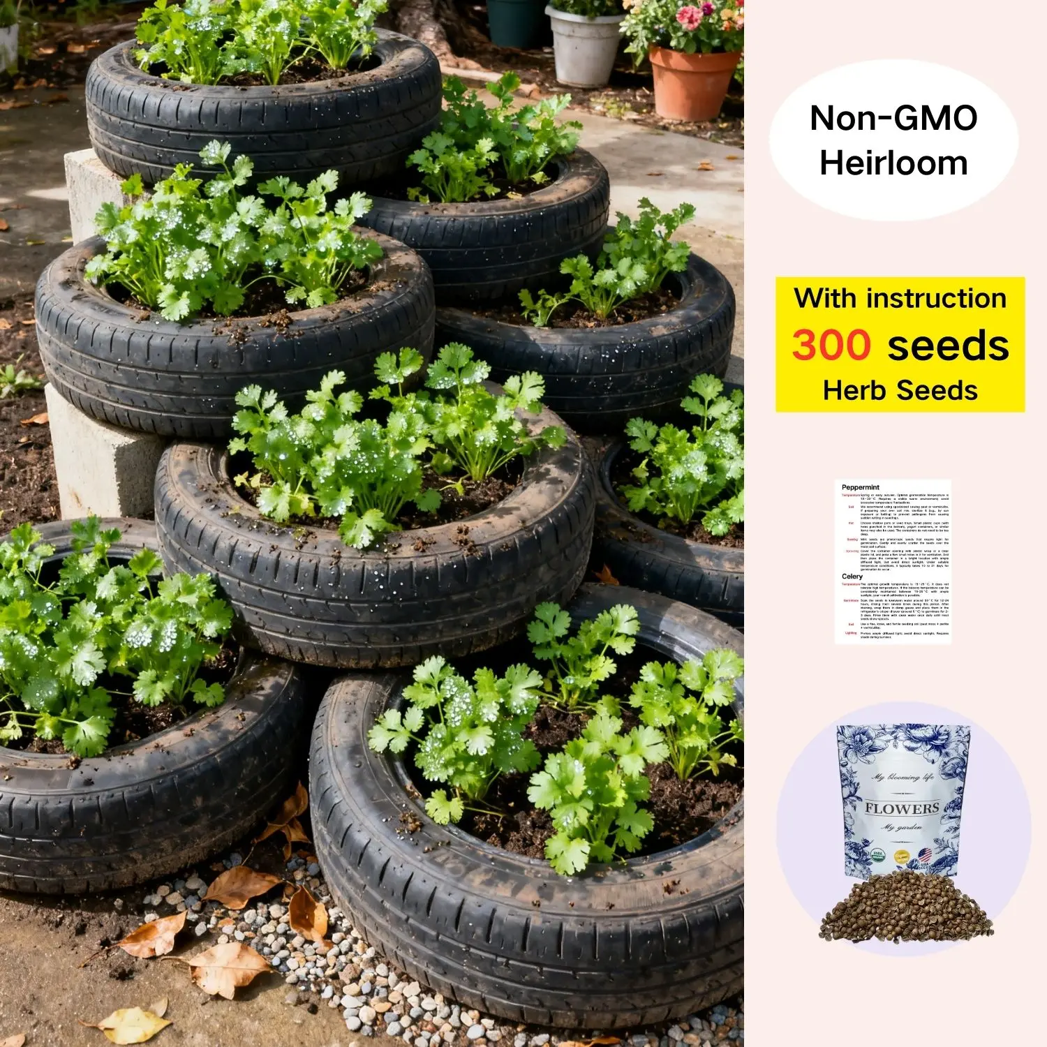 300 Premium Cilantro Seeds Herbs Seeds for Planting, 300+ Heirloom Coriander Seeds Per Packet,  Non-GMO Seeds, Botanical Name: Coriandrum sativum, Great Herb Garden Gift