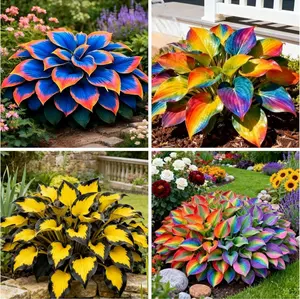 800PCS Rainbow Hosta Seeds | Heart-Shaped Leaf Shade Plants, Drought-Tolerant and Easy to Grow, Perfect for Shady Gardens, Pots, and Outdoor Landscaping, Lush Decorative Foliage for Garden Borders and Green Spaces