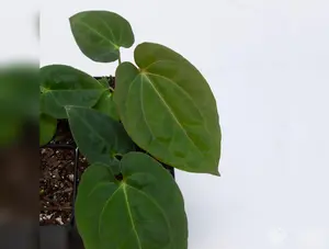 Anthurium carlablackiae x papillilaminum *Grower's Choice*