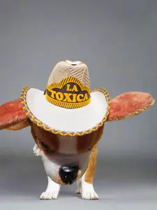 Pet sombreros  small medium breed  Tejana para mascotas 