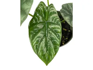 Alocasia sinuata 'Quilted Dream' - seedling