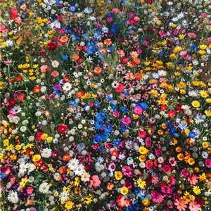 1000pcs Wildflower Mix Seeds for Garden Planting – Colorful Wildflower Garden Seeds for Backyard Landscapes, Meadow-Style Gardens and Outdoor Flower Beds – Seeds Only, Not Live Plants