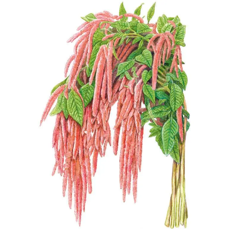 Coral Fountain, Love-Lies-Bleeding Amaranth Flower Seeds