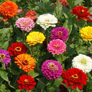 200 Pcs Crazy Blend Zinnia Seeds for Planting Zinnia Elegans Heirloom Open Pollinated & Untreated Mixed Color Zinnia Flowers