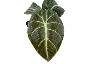 Alocasia reginula Black Velvet (seedling)