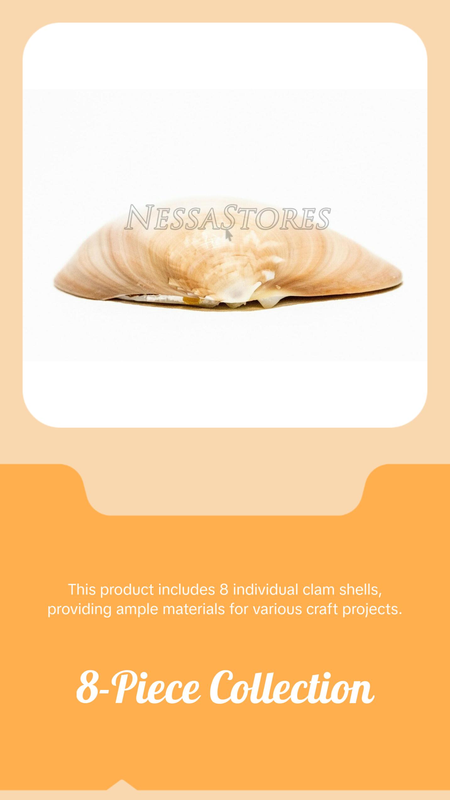 Brown Clam Sea Shell Beach Craft Scallop 3" - 4" (8 PCS ) #JC-76