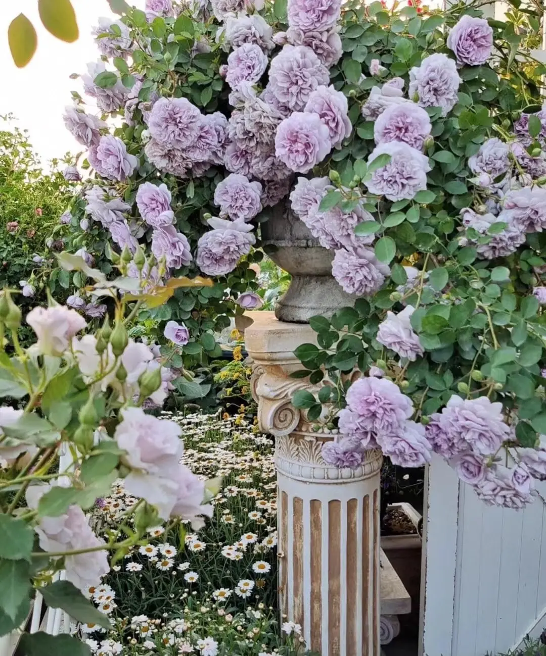 Climbing Rose【Rainy Blue】2Gal Live Plant| Japanese Fragrant Lavender Climbing Rose | Repeat Blooming | Cluster Flowering | Own Root | Trellis Rose | Arbor Rose | Cottage Garden Plant