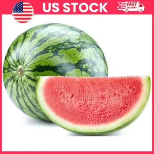 50 Sugar Baby Watermelon Seeds for Planting | Heirloom Non-GMO USA Grown Premium Fruit Seeds | Small Sweet Watermelon Citrullus Lanatus | Easy to Grow Home Garden Seeds for Outdoor or Container Gardening, Summer Harvest | Ramadan Fruits