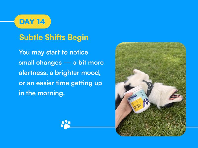 Boops Pets Longevity & Anti-Aging NAD+ Booster Soft Chews - 90 soft chews - Nicotinamide Riboside, Quercetin, Resveratrol - Made in the USA with Real Pasture-Raised Chicken and Real Wholefood Ingredients