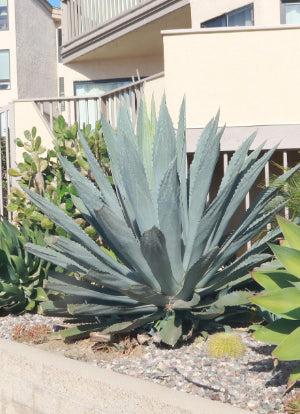 Century Plant - Agave Americana Century Plant - Agave Americana