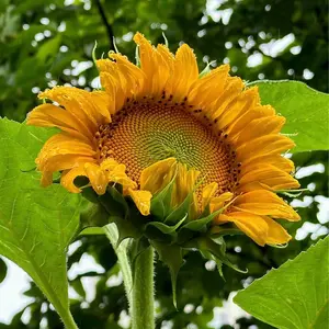 Sunflower seeds - 50 seeds/pack - produce huge flowers on 8-12 ft long stems, creating beautiful giant sunflowers.