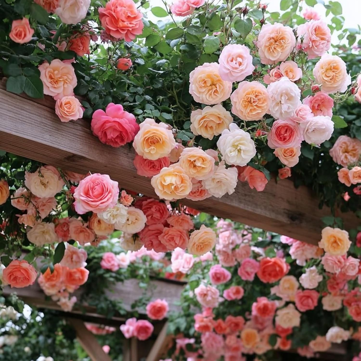 200PCS  Climbing Rose Seed Colorful Rose Vine Flower Seeds for Walls Fences Trellises Perennial Garden Seeds