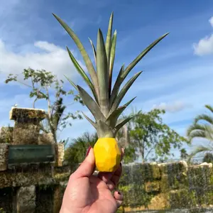 Decorative Stick-On Potted Pineapple Top
