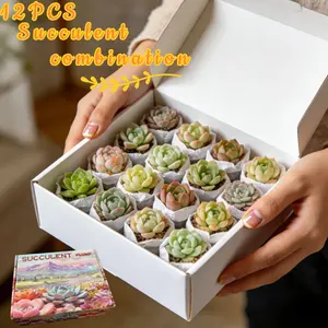 12 Pcs Mini Succulents Variety Pack  Cute Desk Plants & Home Decor, Perfect for Windowsill, Bookshelf or Small Garden Ideas