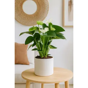 Anthurium 'White'