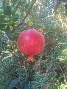 Wonderful Pomegranate Punica Granatum Live Plant 1-2 Feet Tall